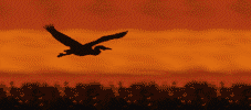 bird1.gif (26360 bytes)